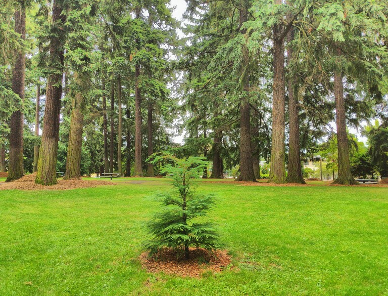  A new tree in Kenilworth Park.