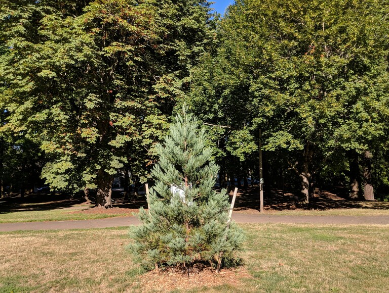 A new tree in Creston Park. 